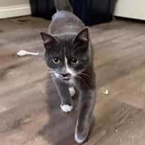 Thumbnail photo of Ziggy #2