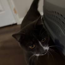 Thumbnail photo of Ziggy #3