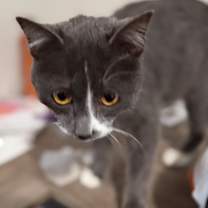 Thumbnail photo of Ziggy #4