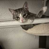 Thumbnail photo of Ash #1