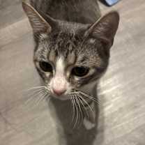 Thumbnail photo of Ash #3