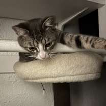 Thumbnail photo of Ash #4