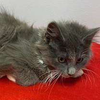 Thumbnail photo of Grady #4