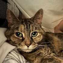 Thumbnail photo of Nola #1