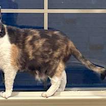 Thumbnail photo of Cordelia #3