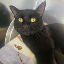 Thumbnail photo of Macaroni #2