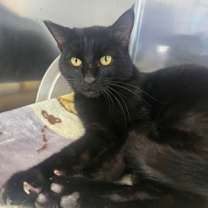 Thumbnail photo of Macaroni #3