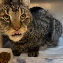 Thumbnail photo of Pepper #2