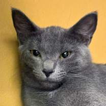 Thumbnail photo of Penny #1