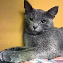 Thumbnail photo of Penny #2