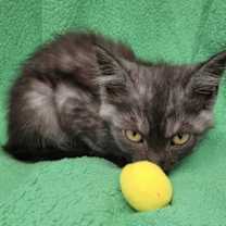 Thumbnail photo of Treasure #2