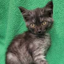 Thumbnail photo of Treasure #1