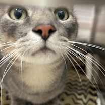 Thumbnail photo of Neymar #3