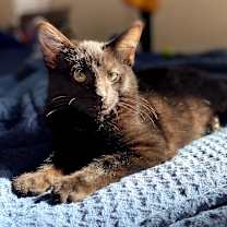 Thumbnail photo of Binx (bonded with Oliver) #1