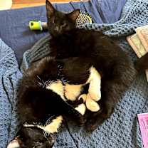 Thumbnail photo of Binx (bonded with Oliver) #2