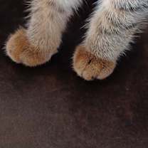 Thumbnail photo of Wisteria #2