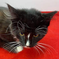 Thumbnail photo of Tipsy #3