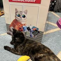 Thumbnail photo of Rayna - KITTEN in foster #4