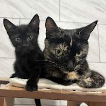 Thumbnail photo of Frances - KITTEN in foster #4