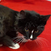 Thumbnail photo of Tipsy #2