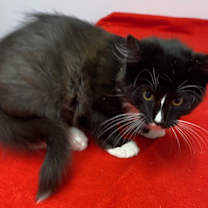 Thumbnail photo of Tipsy #4