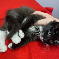 Thumbnail photo of Tiny #4