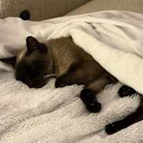 Thumbnail photo of Cookie #2