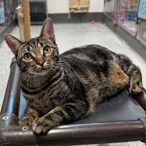 Thumbnail photo of Cattuccino #1