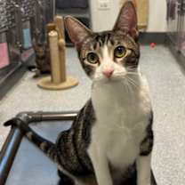 Thumbnail photo of Ziti (FIV +) #1