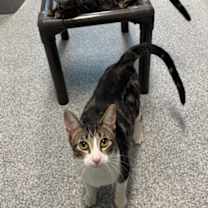 Thumbnail photo of Cattuccino #2