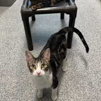 Thumbnail photo of Ziti (FIV +) #2