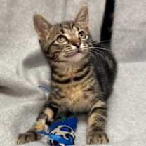 Thumbnail photo of Cattuccino #3