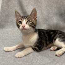 Thumbnail photo of Ziti (FIV +) #3