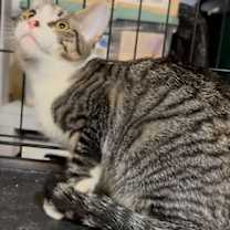 Thumbnail photo of Jinx #3