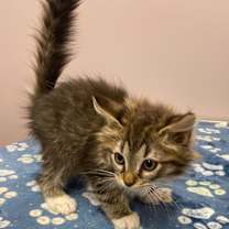 Thumbnail photo of Alliator #1