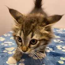 Thumbnail photo of Alliator #2