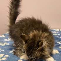 Thumbnail photo of Alliator #3