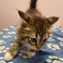 Thumbnail photo of Alliator #4