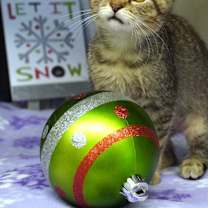 Thumbnail photo of Froggy #1