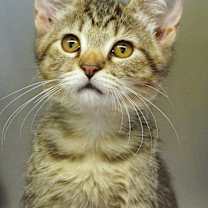 Thumbnail photo of Froggy #2