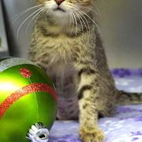 Thumbnail photo of Froggy #3