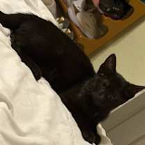 Thumbnail photo of Silent Night (pre adopt) #3