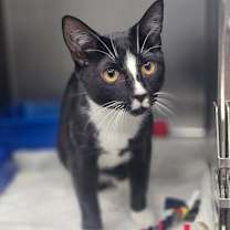 Thumbnail photo of Raven #3