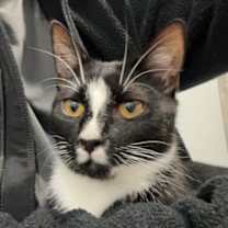 Thumbnail photo of Raven #4