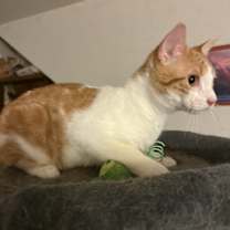 Thumbnail photo of Jasper #2