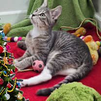 Thumbnail photo of Precious Priscilla Kitten #4