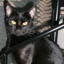 Thumbnail photo of Cirrus #4