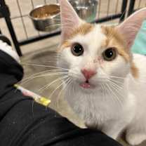 Thumbnail photo of Hobbes (BONDED PAIR) #2