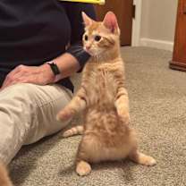 Thumbnail photo of Pippen - bonded to Scottie #3