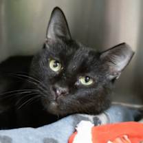 Thumbnail photo of Obie #1